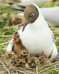 Awwww Momma Taking Care Of Her Babies In 2020 Animals Beautiful Wild Birds Unlimited Pet Birds