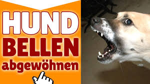 Hund Bellen Abgewohnen Wie Du Deinem Hund Das Bellen Abgewohnen Kannst Youtube