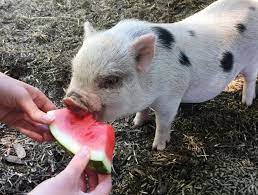 With most pot belly pigs often coming from local farmers or even adoption centers, the adoption fees tend to be in the $50 to $300 range based on these factors, but the prices could be as high as $650 if you wanted to adopt a piglet (often referred to as a miniature, toy or mini pig) from a private breeder. 12 Things To Know Before Adopting A Mini Pig Bc Spca