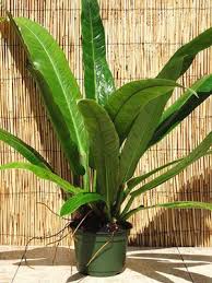 Philodendron 6 Acutifolium Unusual Plants Shade Garden Philodendron Plant