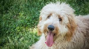 Top quality, family raised goldendoodle puppies from health tested parents. Best Dog Foods For Goldendoodles Puppies Adults Seniors
