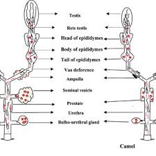 Pdf Seminal Plasma An Essential Attribute To Spermatozoa