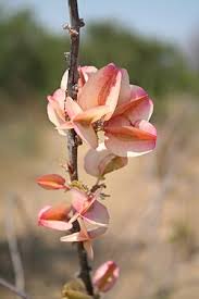 Image result for Combretum paniculatum