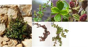 Image result for Myrothamnus flabellifolius