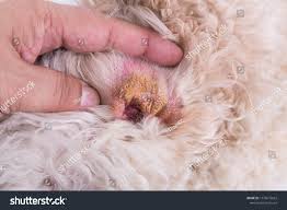 Image result for scrotum dog skin peeling