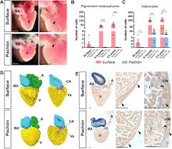 Fish have 2 chambers, one atrium and one ventricle. The Developmental Origin Of Heart Size And Shape Differences In Astyanax Mexicanus Populations Sciencedirect