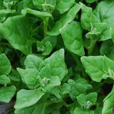 New Zealand Spinach - Barmac Pty Ltd