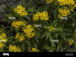 Image result for Dissotis pulchra