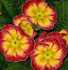 The red rose symbolizes deep emotions and desires. Flowers That Mean Love And Romance Avas Flowers