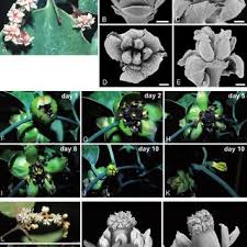 Image result for Sebaea junodii