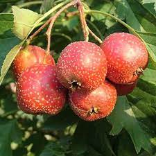 The fruit of the hawthorn tree is called a haw. Crataegus Pinnatifida Var Major Chinese Hawthorn Trees For Sale