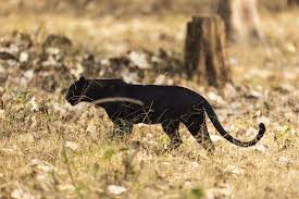 Image result for Panther Black 2001 Puma