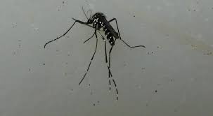 Aedes albopictus (stegomyia albopicta), from the mosquito (culicidae) family, also known as (asian) tiger mosquito or forest mosquito, is a mosquito native to the tropical and subtropical areas of southeast asia. Tijgermug Jan Karina