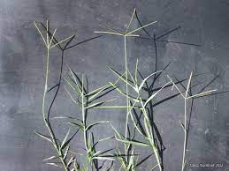 Rumput untuk pakan ternak adalah jenis rumput yang bisa digunakan dalam usaha ternak hewan. Cynodon Dactylon Tropical Forages