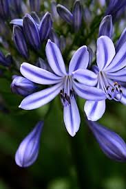 Purple Bloeiende Planten Paarse Bloemen Bloemen Boeket