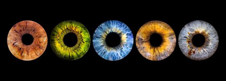 Iris showing rich colour, structure and identity