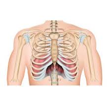 Upper body of women antomy. Chest Shoulder Upper Back Anatomy The Wellness Digest