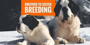 If you're just starting your search, you may be asking 2. Breeding Brother And Sister Dogs Dangers Benefits Legality