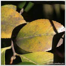 The fungus glomerella cingulata causes camellia dieback. Camellias Pics Camellia Diseases