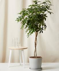 Image result for Schefflera