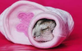 Maybe you would like to learn more about one of these? Hamster Sleep Guide How Long Do Hamsters Sleep For