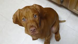 Most of our stats refer to a standard mix. Vizsla Puppies Southern California The Y Guide