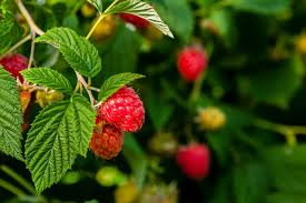 Even gardeners with limited space can enjoy a berry harvest by growing raspberries in containers. Growing Raspberries In Zone 9 Selecting Heat Tolerant Raspberries