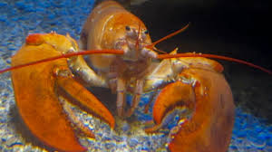 It’s time to shell-ebrate Larry! Well, not just Larry