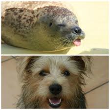 Yes People Are Still Hunting Baby Animals In Canada Canada S Shame