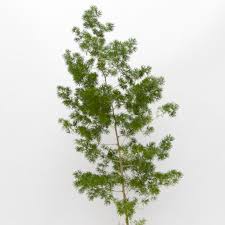 Image result for Asparagus macowanii