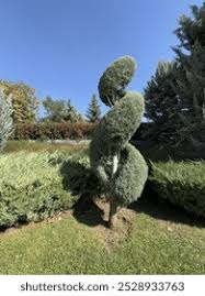 Image result for spiral cut juniper trees