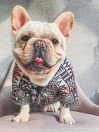 Frenchie Jacket Coats Puppysfrenchbulldogs French Bulldog French Bulldog Puppies Bulldog Puppies