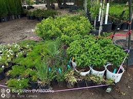 Get directions, reviews and information for victory greens in meridian, id. Victory Greens 41 Photos 28 Reviews Nurseries Gardening 100 E Victory Rd Meridian Id Phone Number Yelp