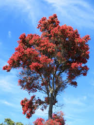 Image result for Ceratopetalum