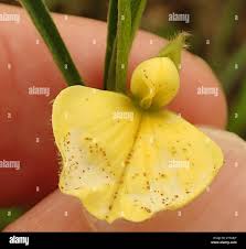 Image result for Argyrolobium stolzii