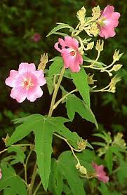 Image result for Carpodiptera africana