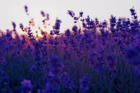 50 Computer Backgrounds Tumblr Download Free Hd Wallpapers For Desktop And Mobile Devices In Any Purple Flowers Wallpaper Sunset Wallpaper Field Wallpaper