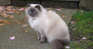 Black And White Siamese Cat Mix Persian Siamese Cross So Fluffy Himalayan Cat Siamese Cats For Sale Cat Breeds