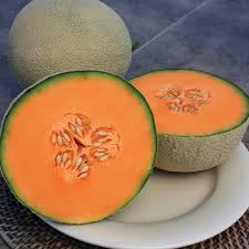Vines are resistant to powdery and downy mildews. Muskmelon Cantaloupe Vermont Bean Seed Company