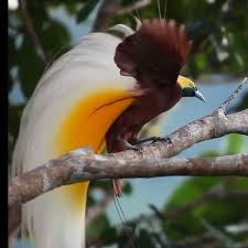 Lesser Bird Of Paradise Images National Geographic On Instagram Video By Tim Laman Timlaman A Male Lesser Bird Of Paradise Struts His Stuff Birds Of Paradise Beautiful Birds Rare Birds