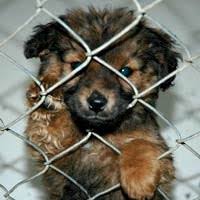 We did not find results for: How Animal Shelters Work Howstuffworks