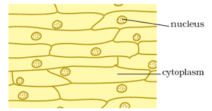 Check spelling or type a new query. Cell Structure And Functions Biology Cbse Class 8 Ekshiksha
