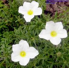 Image result for Nierembergia hippomanica