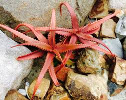 Image result for Aloe cameronii