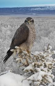 Birds Of Prey Pictures And Names Pin By Eleanor Balaban On Birds Birds Of Prey Beautiful Birds Birds