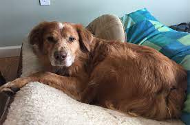 Their life expectancy is about 15 years or more. Treffen Sie Den Australian Shepherd Golden Retriever Mix Meine Hundenamen