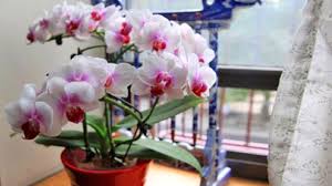 Orchidee in casa, cure e consigli per la coltivazione dell'orchidea in vaso. Orchidee 10 Consigli Semplici Ed Efficaci Per Farle Rifiorire