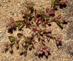 Image result for Polycarpon tetraphyllum