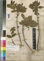 Image result for Lecaniodiscus