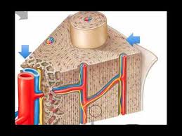 Because of the short depth of field, students should have no problem focusing on. Microscopic Bone Structure Youtube